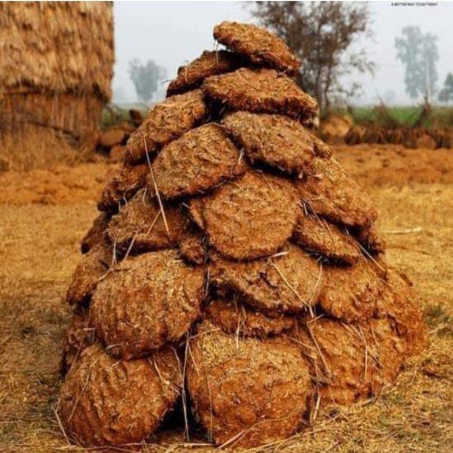 Cow Dung cakes